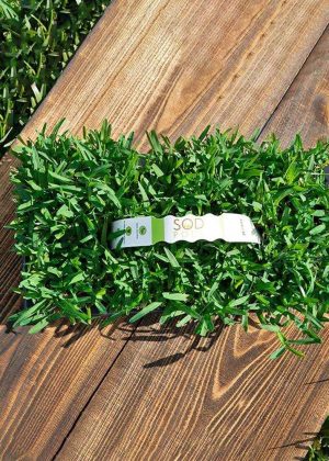 Sod Pods St Augustine Grass Plugs Natural