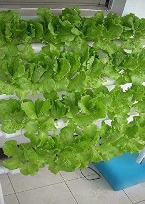 HYDDNice Hydroponic Grow Kit 4 Layers 36 Plant Sites Garden Planting System Hydroponic Growing System Water Culture Garden Plant System Garden