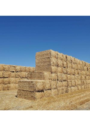Green Stripe Premium 100% Natural Wheat Straw Grass Harvested 2022, Farmer Direct