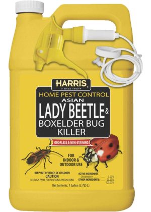 Harris Asian Lady Beetle & Box Elder Bug Killer